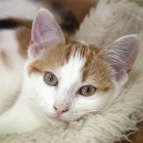 Ginger Male Domestic Shorthair Cat In Vic Petrescue