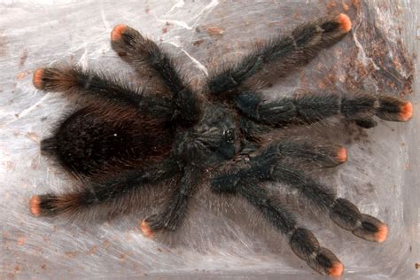 She spends most of her time looking after her snakes, tarantulas, millipedes, geckos, and other exotic animals. 10 Best Tarantula Species to Keep as Pets