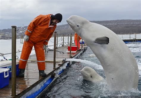Incredible Images Of White Beluga Whales Being Trained In Russia Sick