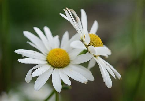 Daisy Leaf Nature · Free Photo On Pixabay
