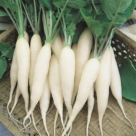 Countgreen Plus Radish White Mooli Vegetable Seeds Pack Of Seeds