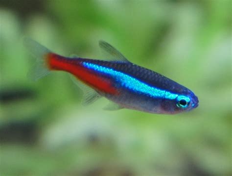 Neon Tetra School Of 5 22cm S America Tetra Fish Neon Tetra