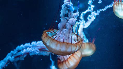 Download Jellyfish Underwater Aquatic Animals 2560x1440 Wallpaper