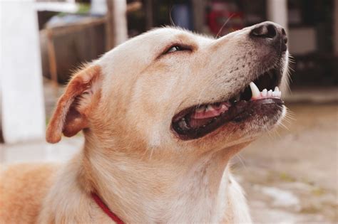 Understanding And Managing A Senior Dogs Dripping Runny Nose
