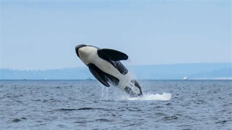 Whales Come To Play On Puget Sound Photo 7