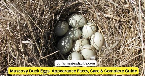 Muscovy Duck Eggs Appearance Facts Care And Complete Guide