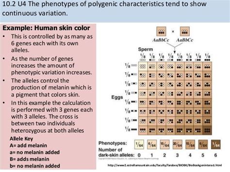 Skin Color Inheritance Skin Color Human Skin Color Skin