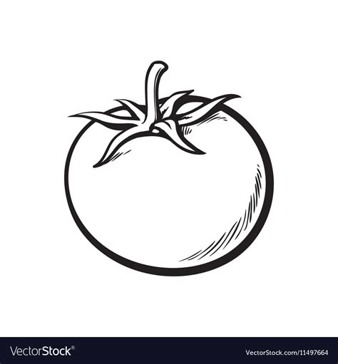 Sketch Style Drawing Shiny Ripe Tomato Royalty Free Vector