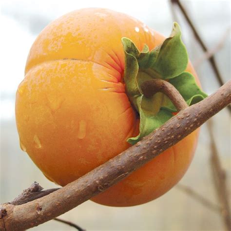 Fuyu Asian Persimmon From Stark Bros Persimmon Fruit Tree Persimmon