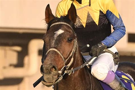 【次走報】川崎記念8着ノットゥルノは平安sから帝王賞へ 競馬ニュース・特集なら東スポ競馬