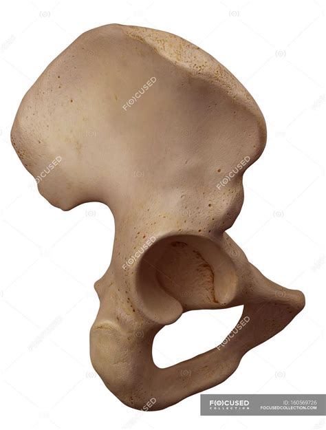 Estrutura óssea Do Quadril Humano — Contexto Ilustração Científica