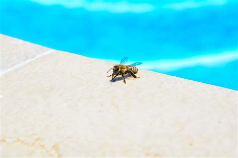 How to get rid of bees quick and easy. How to get rid of bees and wasps around a pool - Budget ...