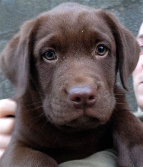 When this vet saved bronson the chocolate lab from being put down, he was no bigger than a chocolate milkshake! Chunky Chocolate Labrador Puppy For Sale | Swansea ...