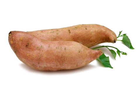 Kumara Sweet Potato Stock Photo Image Of Tuber Vine 13576352