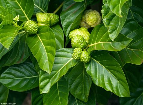 Maui Plant Of The Month Noni Fruit