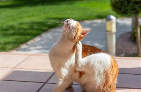 How To Tell If A Cat Has Fleas Yoyipet