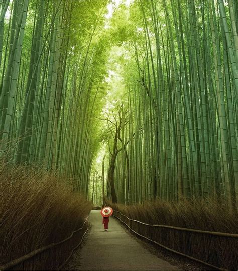 Bosque de Bambú en Kyoto Japón El bosque de Bambú de Arashiyama es uno de los destinos más