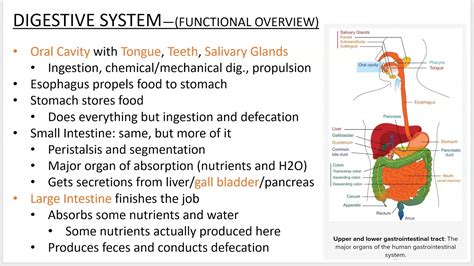 Digestive System Powerpoint Screencast Youtube