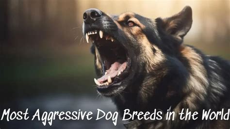 Most Aggressive Dog Breeds In The World Top 10 Ranked Fes Education
