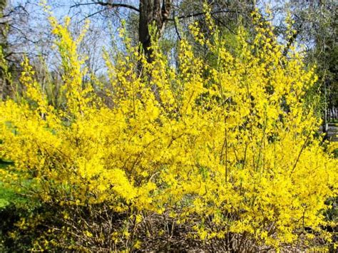 How to make a flower border look amazing. 14 Fast Growing Privacy Shrubs and Hedges | Fast growing ...