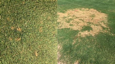 Nmsu Plant Clinic High Humidity Encourages Turf Diseases