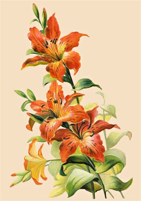 Free Vintage Tiger Lily Flower Lilies Drawing Lily Painting Tiger