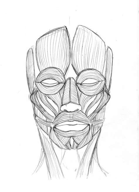 Front View Muscles Of The Face By Stevegibson On Deviantart Muscles