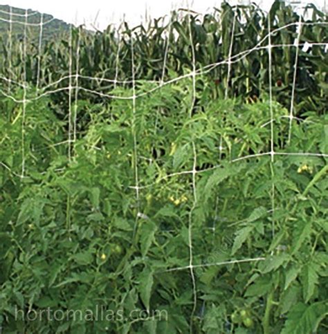 Foto Galería De Tomate Entutorado Hortomallas™ El Soporte De Tu Cultivo