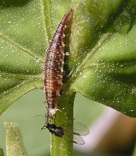 Whats That Bug Green Lacewing Larvae