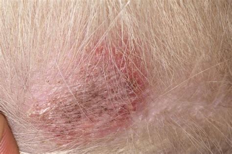 Skin Issues With 1 Year Old Gsd Scaly Skin Redness And Hair Loss