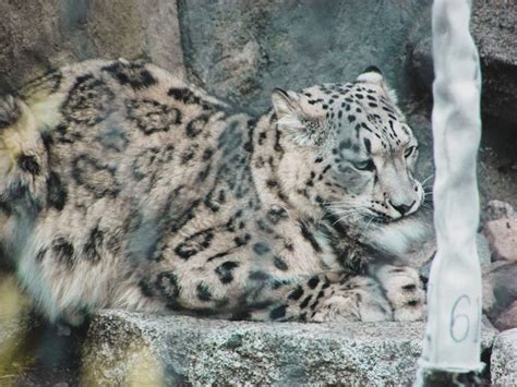 Snow Leopard - Melbourne Zoo 🐆 | Melbourne zoo, Zoo, Snow leopard