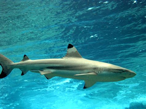 Sea Wonder Blacktip Reef Shark National Marine Sanctuary Foundation