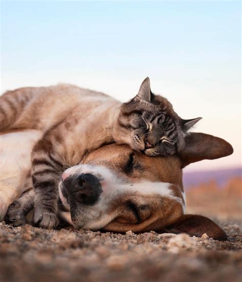 A Cat And Dog Are Laying On The Ground With Their Heads Touching Each