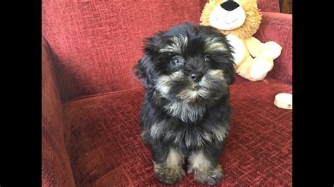 77 Shih Tzu Poodle Mix Puppy For Sale L2sanpiero