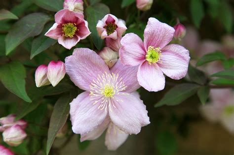 You can find out how to grow clematis in our guide. Clematis montana 'Mayleen' - 2 Ltr pot - Gardenpalms