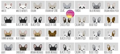 What colors and color patterns do frenchies come in? Rare Colors in French Bulldogs - Frenchiestore