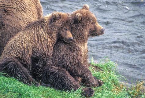 Brown Bear Cubs Snuggle Tom Murphy Photography