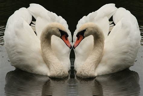 Swan Love Cute Bird Swans Love Hd Wallpaper Peakpx