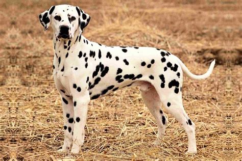 Dalmatian Dog Info Temperament Puppies Pictures