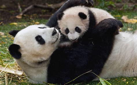 Download Cute Pandas Cuddling Wallpaper