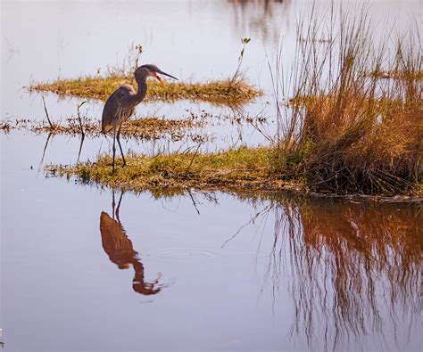Wallpaper Reflection Fauna Wildlife Beak Wetland Marsh Bayou