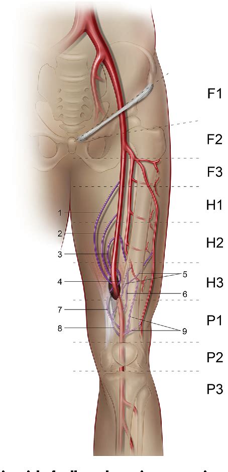 Figure 2 From Collateral Artery Pathways Of The Femoral And Popliteal Artery Semantic Scholar