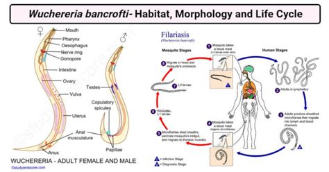 Wuchereria Bancrofti Habitat Morphology And Life Cycle
