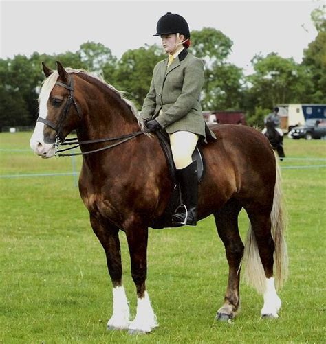 Pin By Kristine On Horse Breeds Welsh Cob Horse Love Show Horses