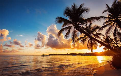 Tropical Beach Punta Cana Dominica Dominican Republic Palm Trees Ocean