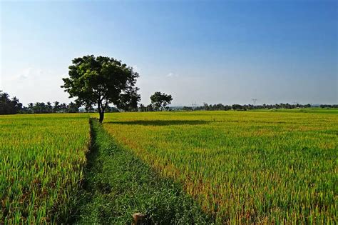 Rice Fields Gangavati Karnataka India Paddy Rice Paddy