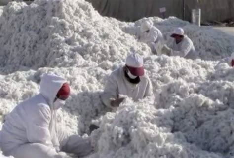 Businesses should not be allowed to profit from slave labor, a u.s. Uyghurs forced to pick cotton in Xinjiang. Here's what you ...