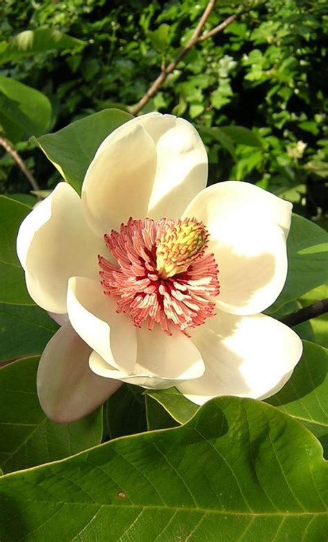 Magnolia Flower Part 1 Weneedfun