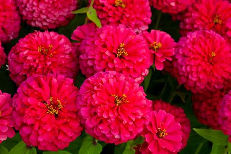 See more ideas about annual flowers, flowers, plants. 12 Best Annual Flowers for Full Sun