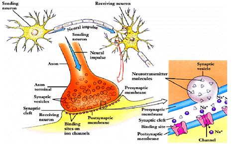 There are three types of muscle: Human Physiology - Introduction To The Muscular System | Genius